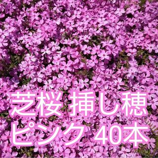 芝桜 挿し穂 40本　ピンク(その他)