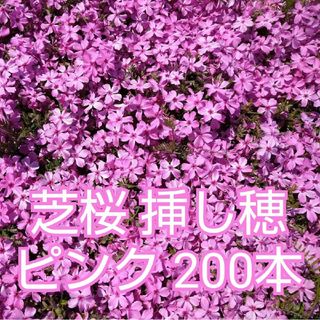 芝桜 挿し穂 200本　ピンク(その他)