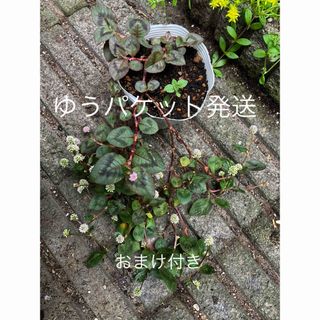 ポリゴナム   ヒメツルソバ　無農薬　抜き苗＋おまけ　多肉植物　セダム　ゆうパ送(その他)