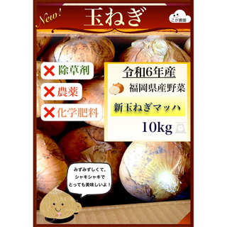 福岡県産　極早生玉ねぎ「マッハ」令和６年産　10kg  (野菜)