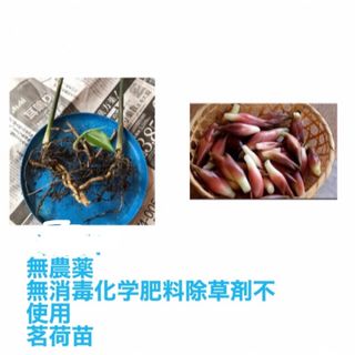 無農薬、香味野菜、地下茎根、茗荷抜き苗、5株(プランター)