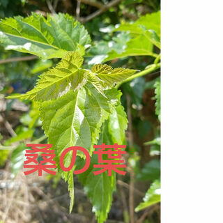 熊本県　無農薬　クワの葉　リクガメ(爬虫類/両生類用品)