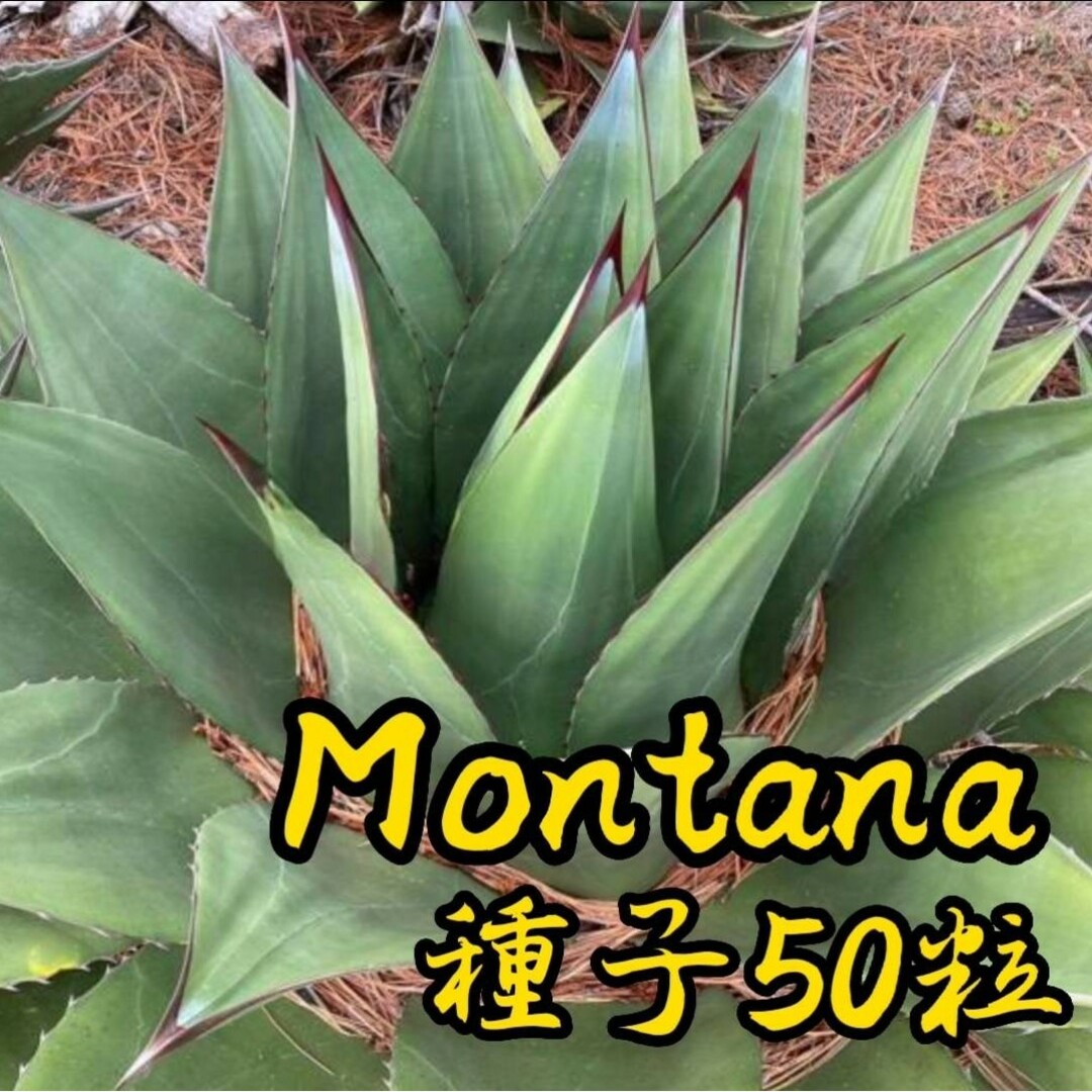 【種子】アガベ　モンタナ種子50粒　Agave montana その他のその他(その他)の商品写真