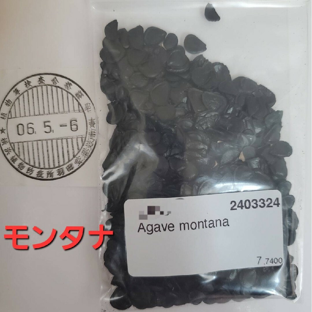 【種子】アガベ　モンタナ種子50粒　Agave montana その他のその他(その他)の商品写真