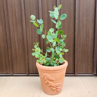 まん丸葉が可愛い❤️ユーカリ　ポポラス　テラコッタ鉢植え　苗(プランター)