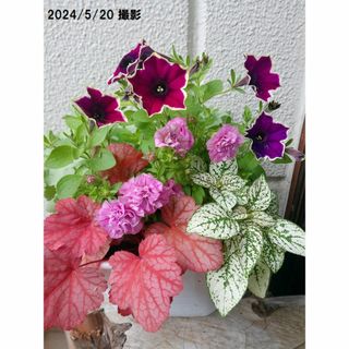 寄せ植え 夏 プレゼント 鉢花 そのまま飾れる 大人のピンク＆マジェンタ(その他)