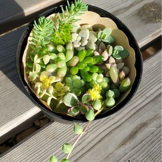 多肉植物　プチ寄せ植え　カット苗