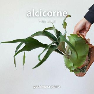 [胞子] alcicorne　アルシコルネ　ビカクシダ(その他)