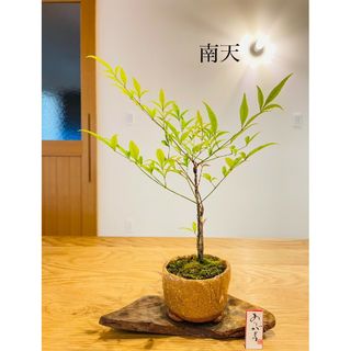 南天の苔盆栽　信楽焼(雑貨)