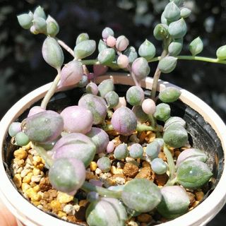 根付き苗　　ピンク　斑入りグリーンネックレス（鉢中全量)　　　多肉植物