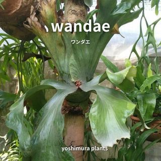 [胞子]  wandae　ワンダエ　ビカクシダ(その他)