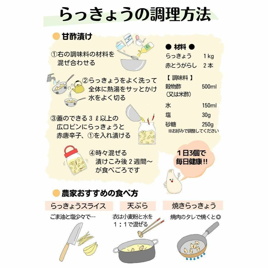 【鳥取県産】らっきょう 3kg 洗いらっきょう 鳥取 砂丘らっきょう らっきょ 食品/飲料/酒の食品(野菜)の商品写真