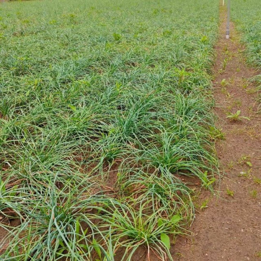 【鳥取県産】らっきょう 3kg 洗いらっきょう 鳥取 砂丘らっきょう らっきょ 食品/飲料/酒の食品(野菜)の商品写真