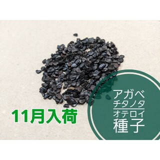【在庫セール】アガベ　チタノタ　オテロイの種子　200粒(その他)