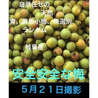 　　岐阜産、自然任せの天然、梅、青、黄色小梅、ランダム  ■1000g