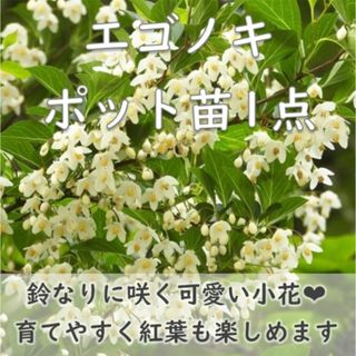 鈴なりに咲く可愛い小花♪エゴノキの中サイズ苗木 1苗 (その他)