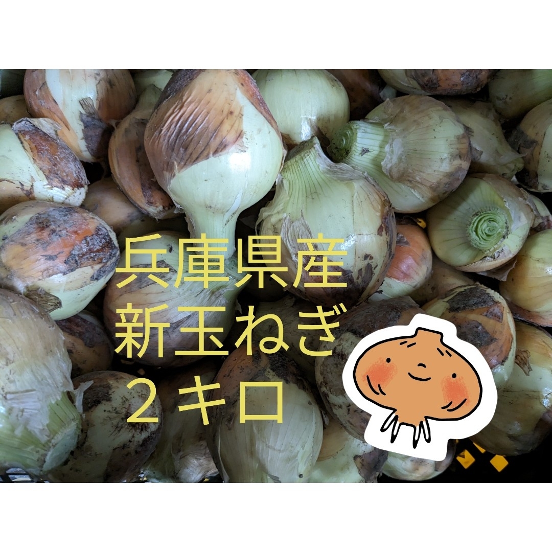 兵庫県産　新玉ねぎ２キロ（箱重量込） 食品/飲料/酒の食品(野菜)の商品写真