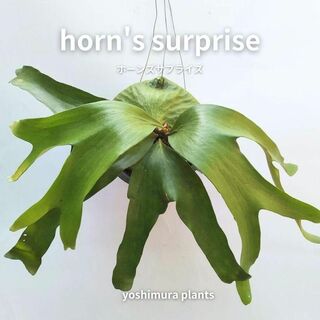 [胞子] horn's surprise ホーンズサプライズ　ビカクシダ(その他)
