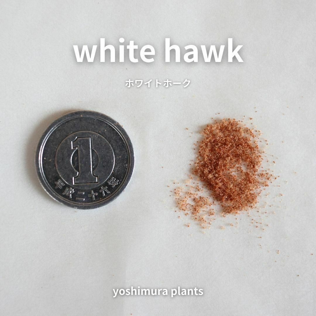 [胞子]  white hawk　ホワイトホーク　ビカクシダ インテリア/住まい/日用品のインテリア/住まい/日用品 その他(その他)の商品写真