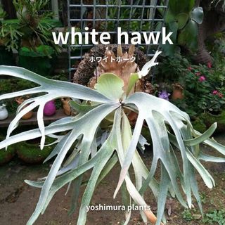 [胞子]  white hawk　ホワイトホーク　ビカクシダ(その他)