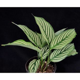 観葉植物☆カラテア属★ピッタタ４号鉢（高さ約35cm）