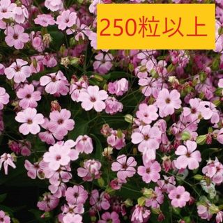 【花の種】２５０粒以上（2.5ｍｌ）　サポナリア　ピンクビューティー　バッカリア(プランター)