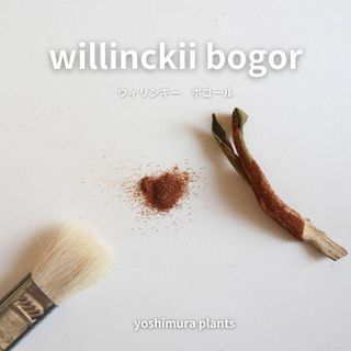 [胞子]  willinckii bogor 　ウィリンキーボゴール　ビカクシダ(その他)