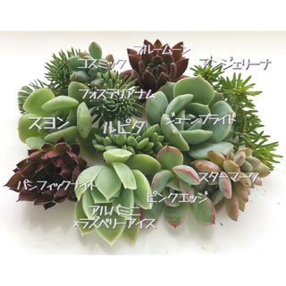 a1. カット苗セット 名前あり 同梱割 🌱ネコポス発送(その他)