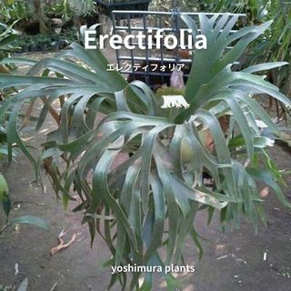 [胞子]  Erectifolia エレクティフォリア　　ビカクシダ(その他)