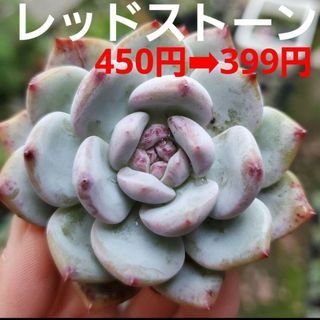 気まぐれ値下げ中♡レッドストーン カット苗 多肉植物  1つ(その他)