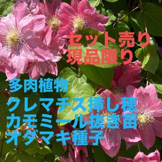 クレマチス　挿し穂　花の苗　多肉植物　カモミール　オダマキ　種子(その他)