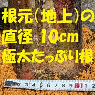 【アイスクリームバナナの苗】極太の根も含めて全長100cm 高知産③(その他)