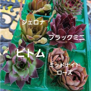 多肉植物　センペルビウム　良苗中苗　抜き苗根付　8種類セットa　5㎝角ポット入り(その他)