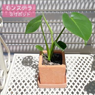 【観葉植物】モンステラ ３寸ポット 鉢付き(その他)