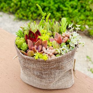 ◎そのまま飾れる◎セダム　寄せ植え　多肉植物　