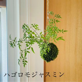 ハゴロモジャスミン"ミルキーウェイ"の苔玉(その他)