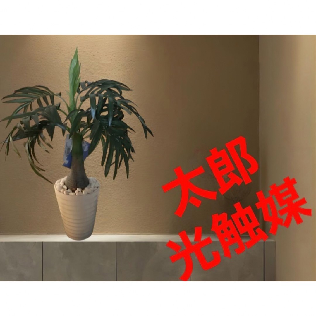 光触媒 人工観葉植物 ウォールグリーン フェイクグリーン ココナッツヤシ@gja | フリマアプリ ラクマ 光触媒 人工観葉植物 ウォールグリーン フェイクグリーン ココナッツヤシ@gja | フリマアプリ ラクマ