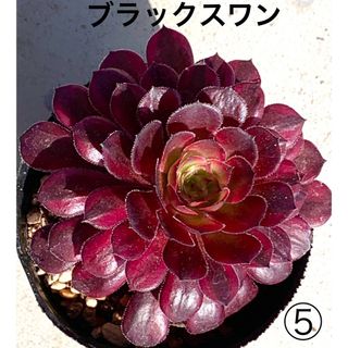 レア種❤️ブラックスワン⑤❤️黒鳥　アエオニウム　多肉植物　抜き苗　寄植え(その他)