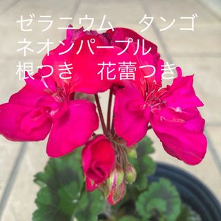 ゼラニウム　タンゴ　ネオンパープル　根つき　花蕾つき(その他)