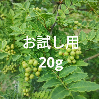 山椒の実　実山椒　農薬不使用　20g(野菜)