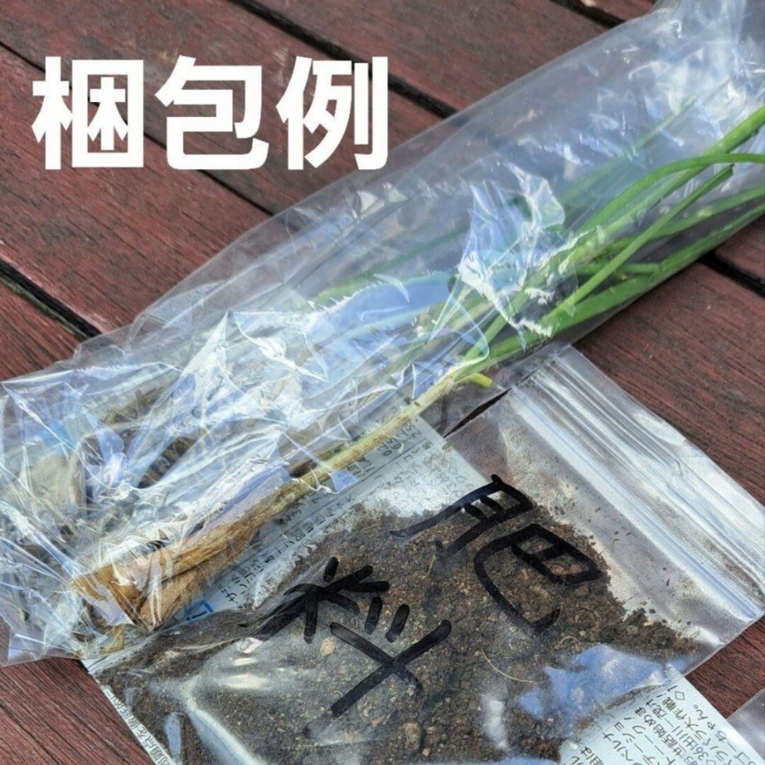 大葉にら　苗10本　追肥肥料のおまけ付き　無農薬栽培 食品/飲料/酒の食品(野菜)の商品写真