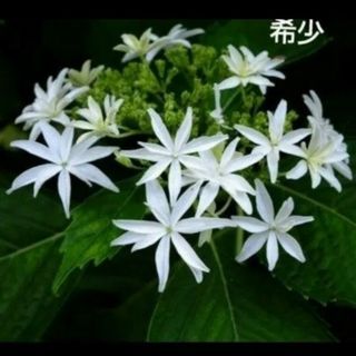白い紫陽花の挿し穂2本(プランター)