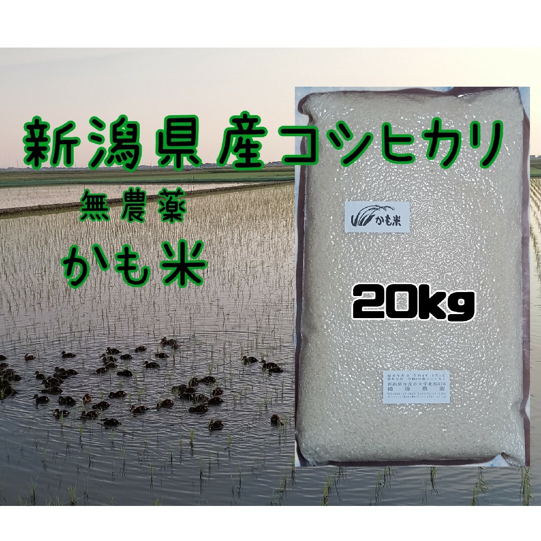 chii様専用商品です。令和6年産 コシヒカリ 10kg 訳あり。 新米 玄米コシヒカリ24kg 2/3袋 chii様専用商品です。令和6年度 岐阜ハツシモ れんげ特別栽培米。 新米 玄米コシヒカリ24kg 2/3袋