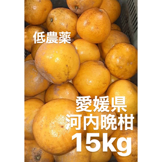 愛媛県産　低農薬　宇和ゴールド　河内晩柑　柑橘　15kg(フルーツ)