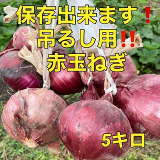 販売開始‼️吊るせて保存出来る‼️赤玉ネギ5キロ入‼️(野菜)