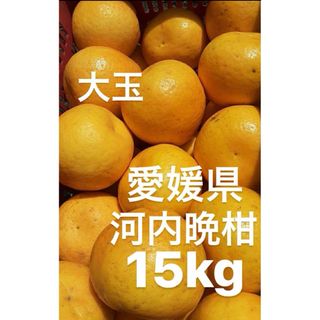 愛媛県産　宇和ゴールド　河内晩柑　柑橘　15kg(フルーツ)