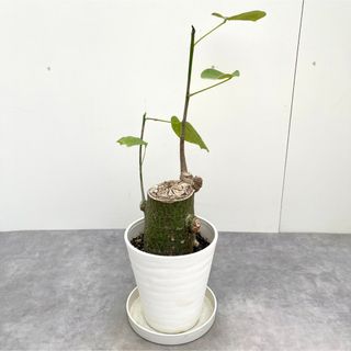 ボンバックス　切り株タイプ　3【現品】観葉植物　室内(その他)