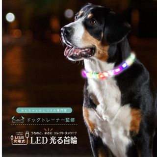 うちのこエレクトリック  LEDネックライト 光る首輪  GDNL01 ホワイト(犬)