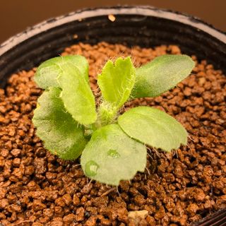 レア実生！　カロリヘンリキ　ペラルゴニウム　多肉植物　塊根植物　実生