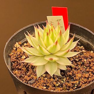 美株ラスト速達！　メテニアナム錦　センペルビウム　多肉植物　斑入り